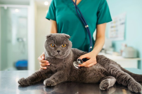 Comment réduire les frais vétérinaires du chat efficacement
